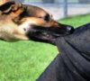 Januari, Baru Dua Kasus Gigitan Anjing
