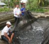 Budidaya Ikan Patin Terus Berjalan, Ini Buktinya