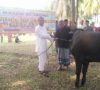 Idul Adha, Yonkav-5/DPC Potong Hewan Kurban