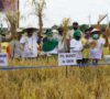 Plt Bupati Muaraenim Bersama Gubernur Lakukan Panen Raya Padi Sawah IP 200