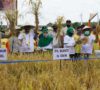 Plt Bupati Muaraenim Bersama Gubernur Lakukan Panen Raya Padi Sawah IP 200