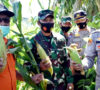 Tingkatkan Ketahanan Pangan Ditengah Pandemi Covid 19, Kodim 0405 Panen Jagung Manis