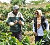 Ruang Napalan, Cerita Penggiat Kopi Arabica Dari Semende
