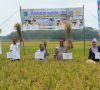 Dinas Ketahanan Pangan, Tanaman Pangan dan Holtikultura OKI, Gelar Panen Raya Bersama Ratusan Petani