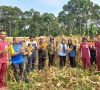 100 Ha, Lahan Tidur Sudah Tertanam Jagung