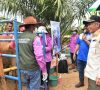 Transfer Embrio (TE) Upaya Pemkab OKI Tingkatkan Kualitas Bibit Ternak Sapi