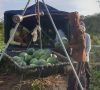 Keren.! Petani OKU Timur Jual Buah Semangka Sampai ke Pulau Jawa, Harganya Menggiurkan