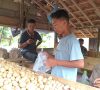 Duku Komering Rasuan mulai Panen, Ini Harganya!