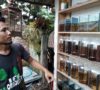 Ikan Cupang KOI Bisnis Menggiurkan, Menghasilkan Keuntungan Besar