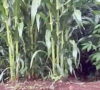 Anggaran Pengembangan Jagung di Dua Desa Siap Cair