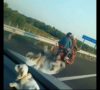 Viral… Pengendara Motor Masuk Jalan Tol
