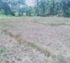 Sawah Terancam Gagal Panen, Petani Ngadu ke Bupati