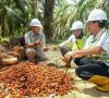 Cargill Tropical Palm dan Yayasan Inisiatif Dagang Hijau (YIDH) Bekerja sama Membantu Petani Sawit Swadaya Indonesia