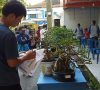 Ribuan Tanaman Bonsai Penuhi Halaman GOR Lahat