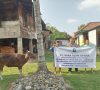 Jelang Idul Adha, PT BAU Serahkan 11 Sapi Kurban