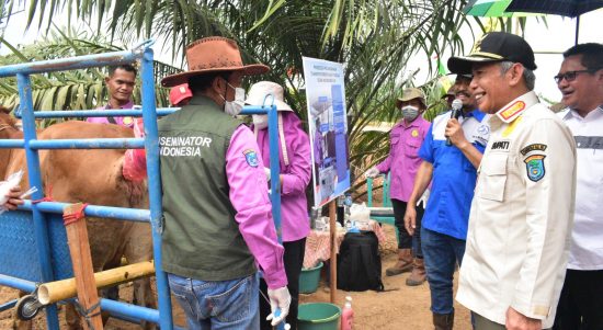 Transfer Embrio (TE) Upaya Pemkab OKI Tingkatkan Kualitas Bibit Ternak Sapi